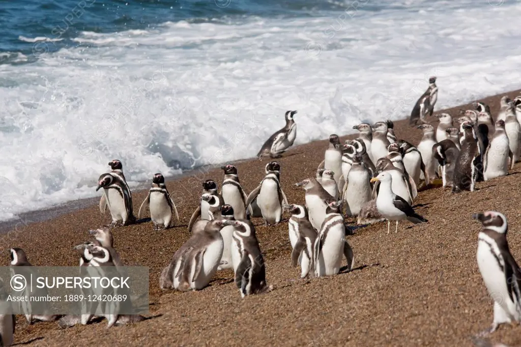 Magellanic Penguins (Spheniscus magellanicus) at San Lorenzo Penguin Colony, Peninsula Valdes, Chubut, Argentina
