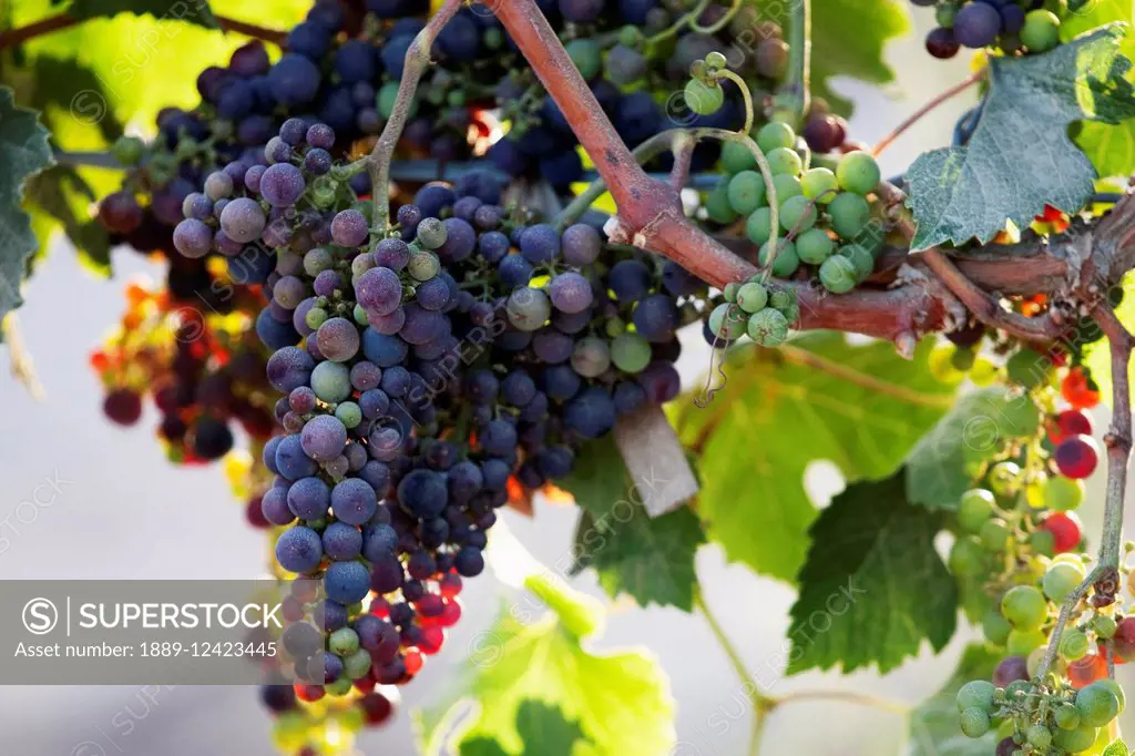 Wine Grapes In The Vina Mar Vineyard, Casablanca, Valparaiso Region, Chile