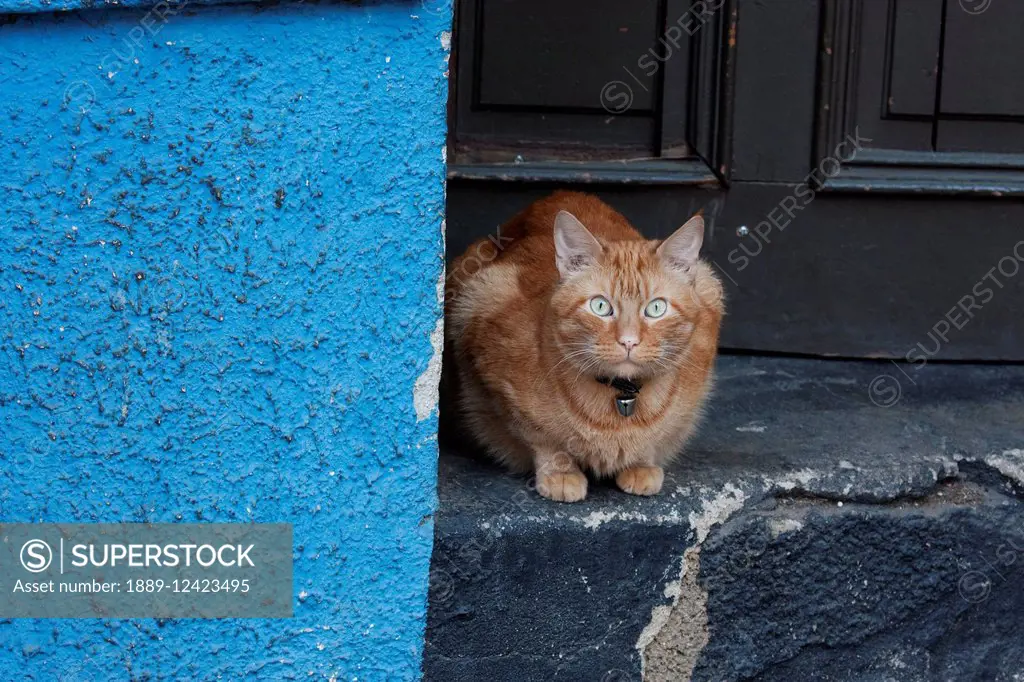 Cats, Valparaiso, Valparaiso Region, Chile