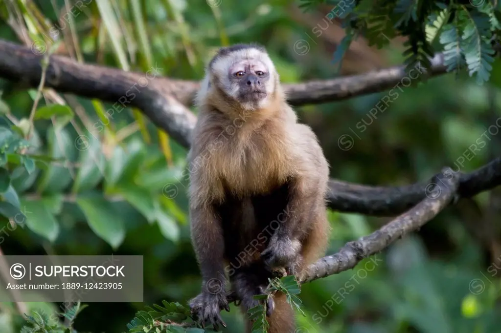 Capuchin Monkey, Biocentro Guembe, Santa Cruz, Bolivia