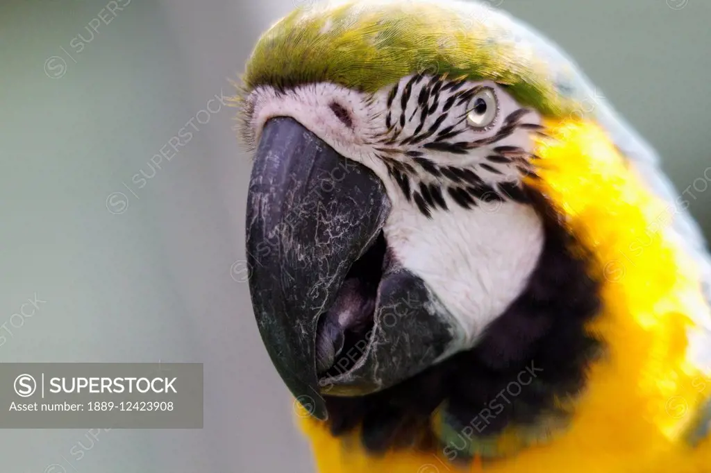 Blue And Yellow Macaw (Ara Ararauna), Biocentro Guembe, Santa Cruz, Bolivia