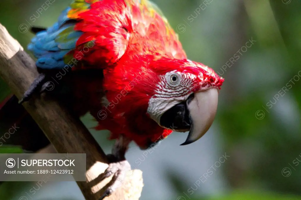 Scarlet Macaw (Ara Macao), Biocentro Guembe, Santa Cruz, Bolivia