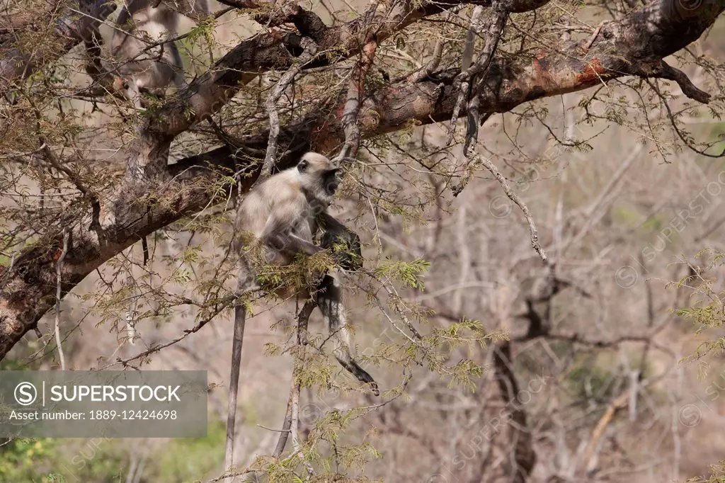 Langur Monkey In Sariska National Park, Rajasthan, India