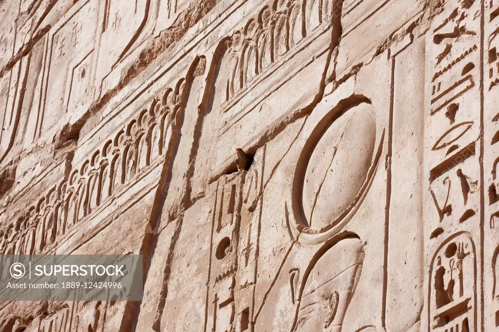 Bird On A Wall Of The Mortuary Temple Of Ramses Iii, Medinat Habu, Luxor, Qina, Egypt