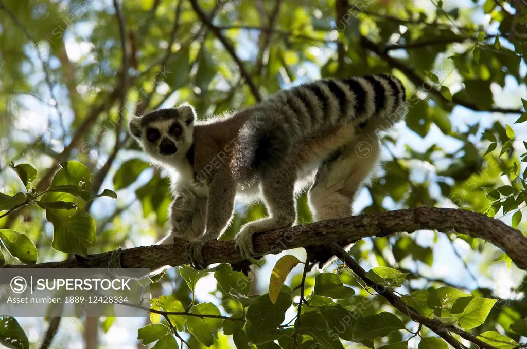 Ring Tailed Lemur (Lemur Catta), Isalo National Park, Fianarantsoa Province, Madagascar