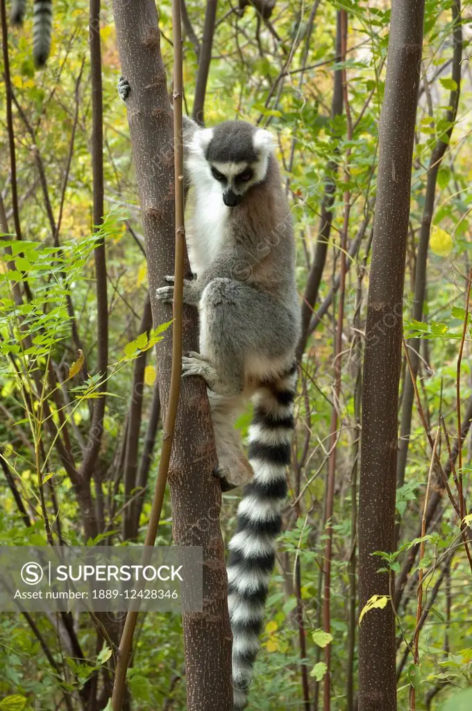 Ring Tailed Lemur (Lemur Catta), Isalo National Park, Fianarantsoa Province, Madagascar