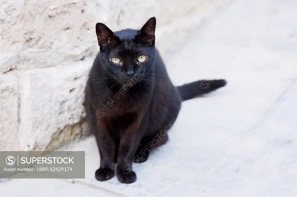 Black Cat, Rabat, Malta