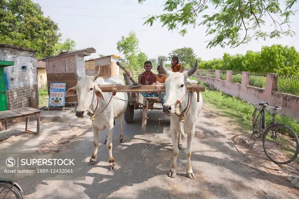 Oxcart In Vaishali, Bihar, India