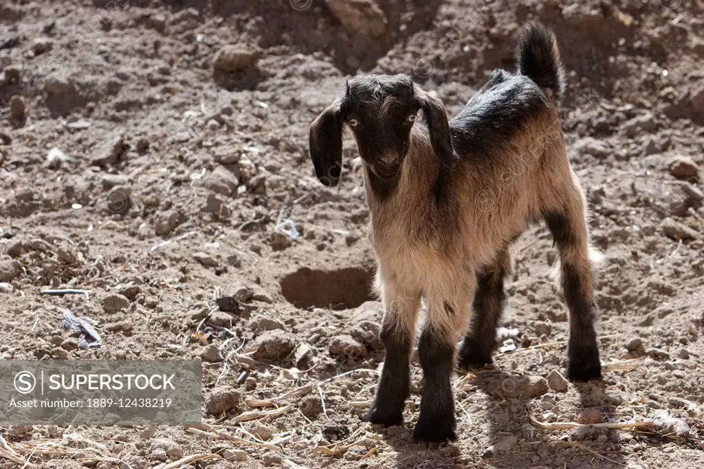 Small Goat In Aqrabat Valley, Bamian Province, Afghanistan