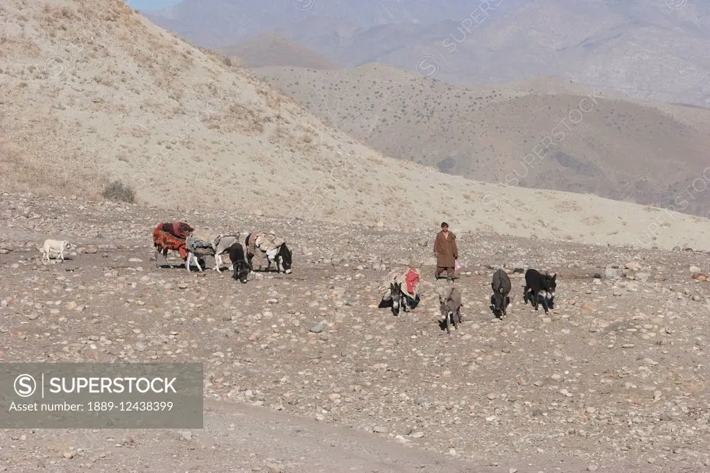 Kuchi Nomad And His Donkeys On The Kabul To Sarobi Road, Kabul Province, Afghanistan