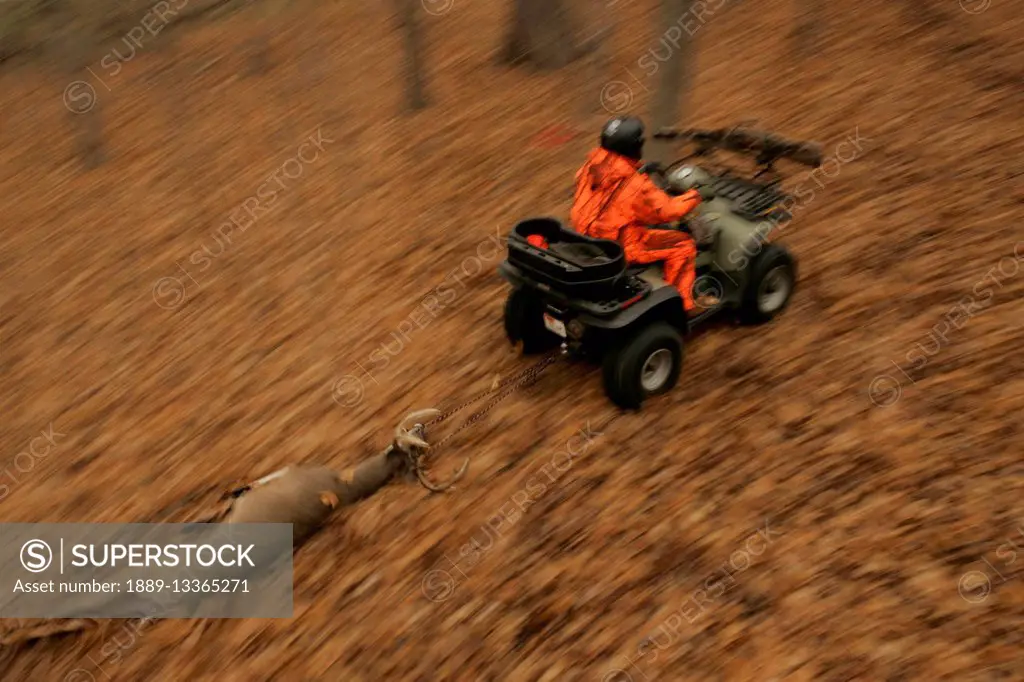 Deer Hunter Dragging Dead Deer With Atv