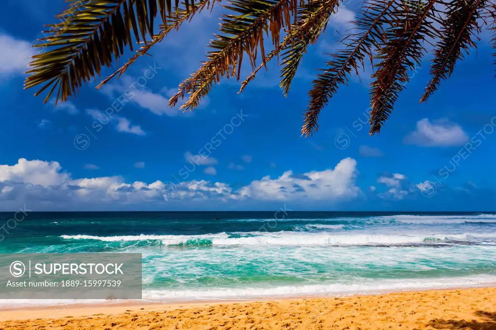 Palm tree on the golden sand and waves of turquoise ocean water rolling into the beach; Oahu, Hawaii, United States of America
