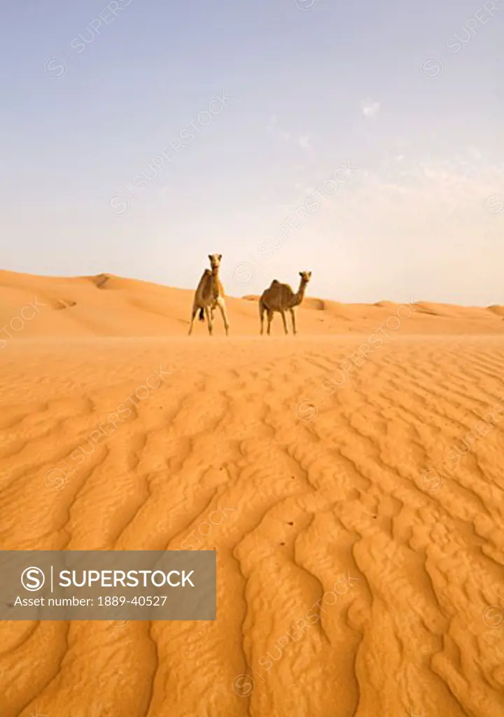 Two camels walking across desert; Wahiba, Oman