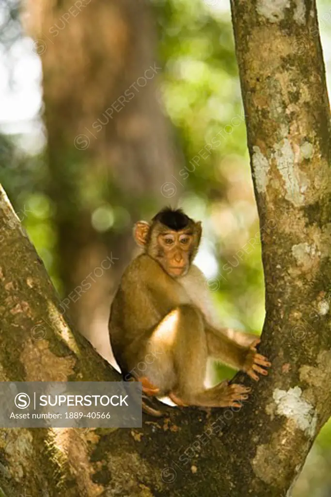 Longtail Macaque (Macaca fascicularis) sitting on tree; Sepilok Man of the Forest Sanctuary, Sepilok, Borneo, Sabah, Malaysia
