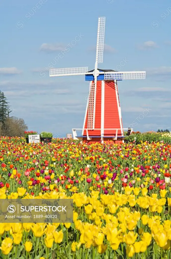 Windmill and Tulip Festival; Wooden Shoe Tulip Farm, Woodburn, Oregon, USA
