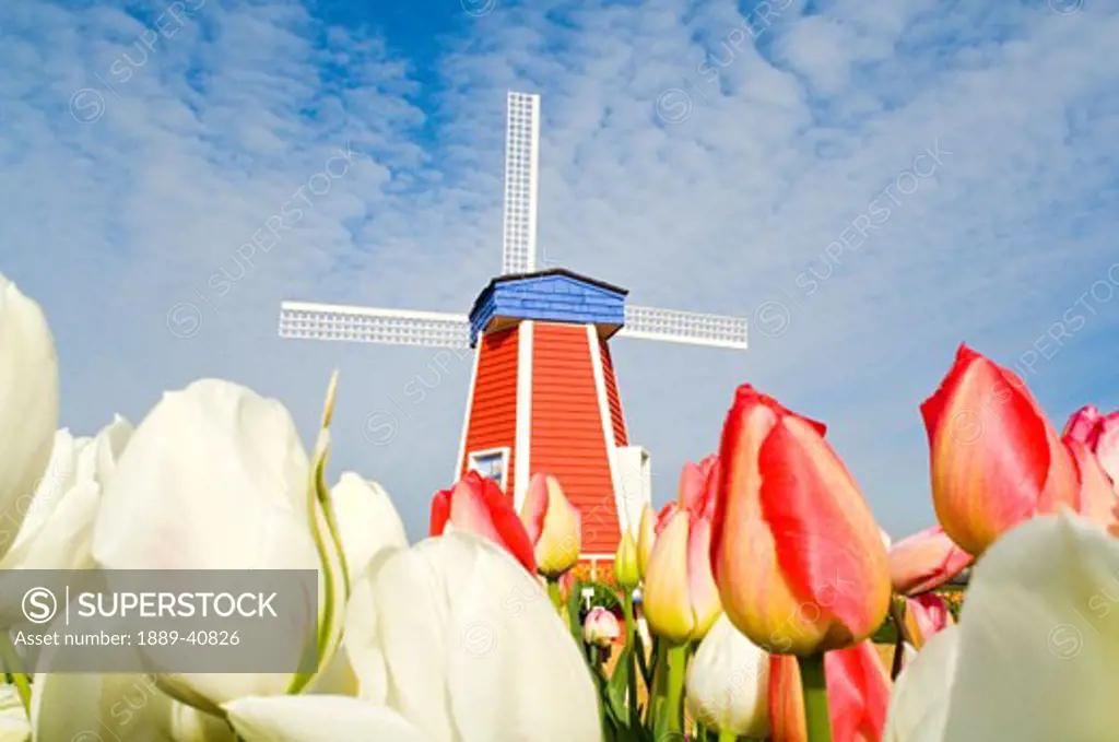 Windmill and Tulips at Wooden Shoe Tulip Farm; Woodburn, Oregon, USA