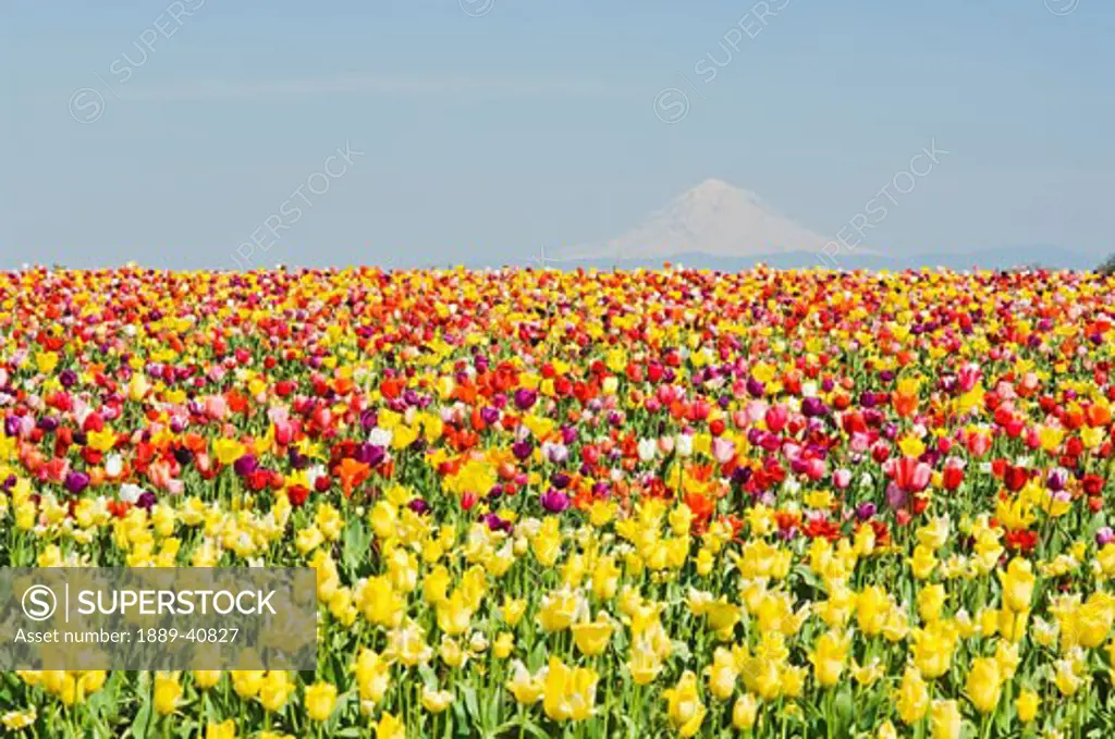Mt. Hood and Tulips; Wooden Shoe Tulip Farm, Woodburn, Oregon, USA