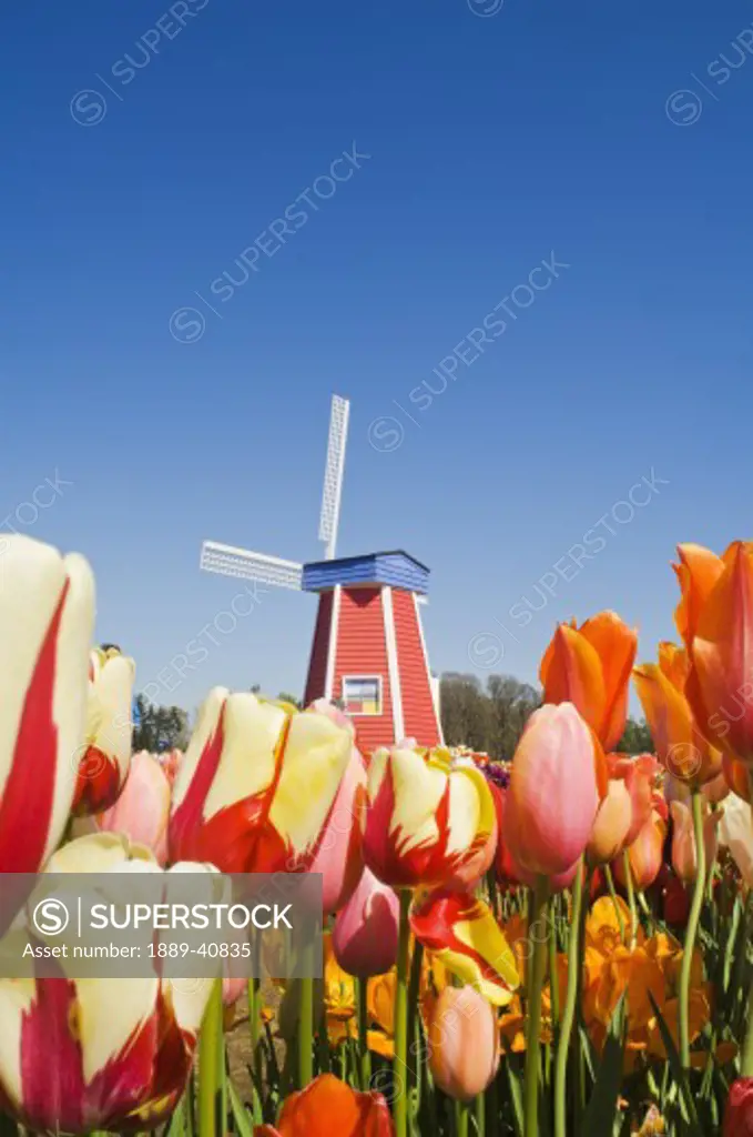 Windmill at Wooden Shoe Tulip Farm; Willamette Valley, Woodburn, Oregon, USA