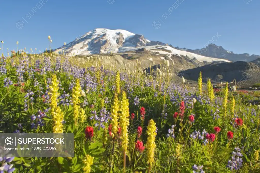 Wildflowers in Mount Rainier National Park - Washington, Mt. Rainier National Park, Washington State, USA; 