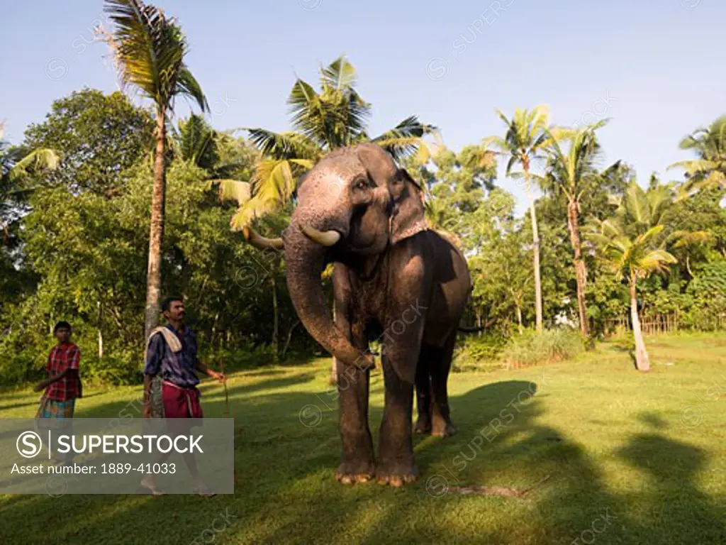 Elephant yoga; Kerala, India