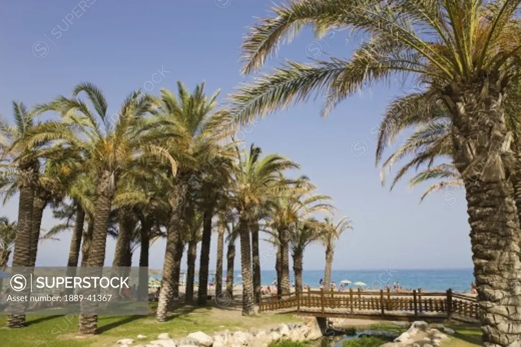 Palm trees on Playamar beach; Torremolinos, Malaga Province, Costa del Sol, Spain