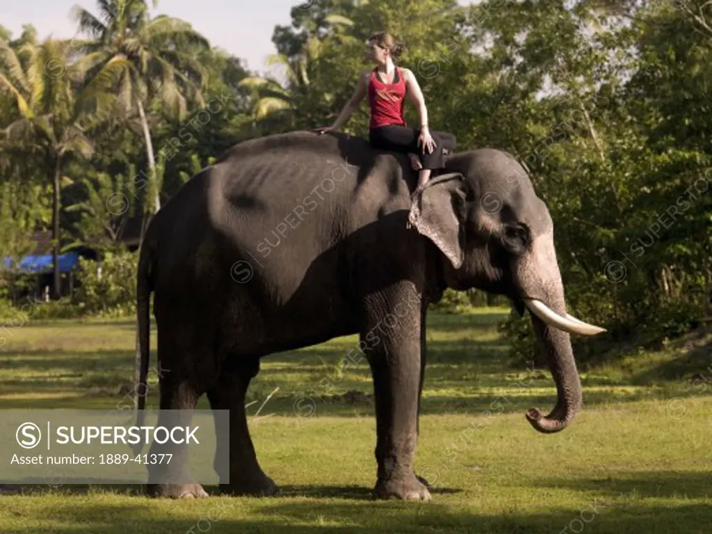 Young woman practicing yoga on elephant's back; Kerala, India