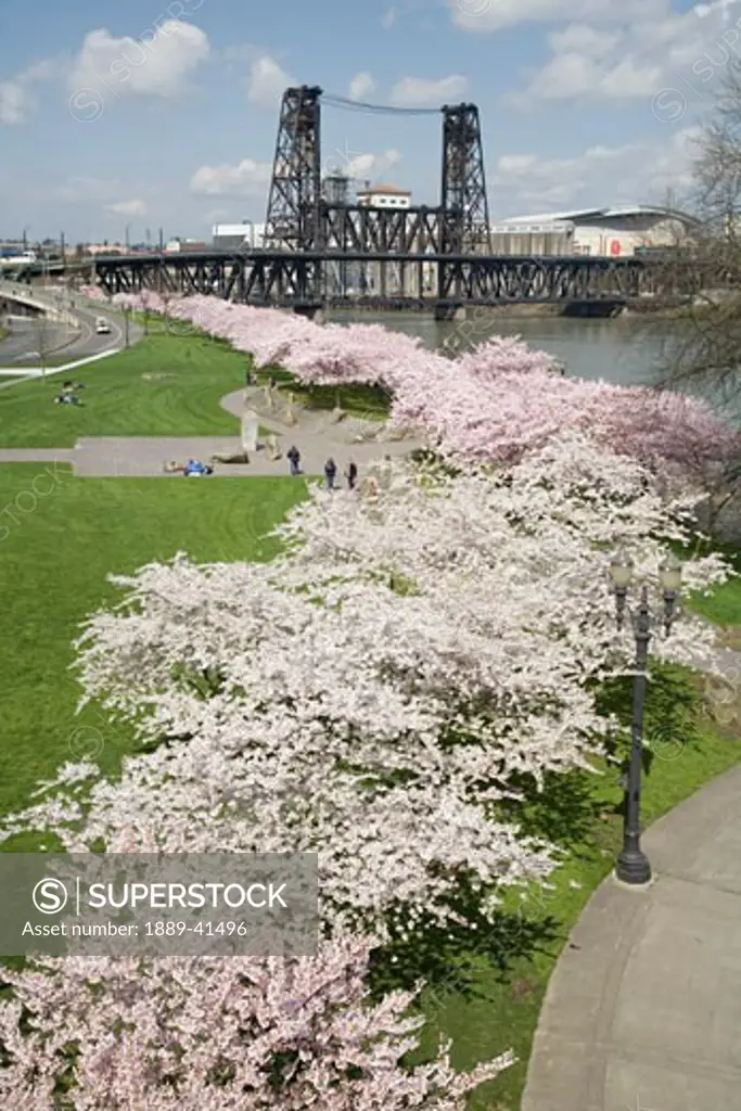 Spring blossoms along Portland Waterfront; Portland , Oregon, USA
