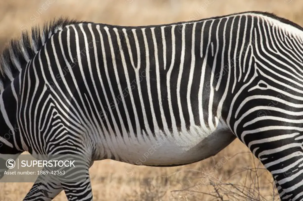 Samburu National Reserve, Kenya, East Africa; Grevy's zebra