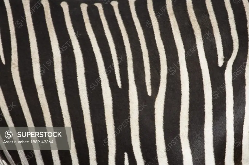 Samburu National Reserve, Kenya, East Africa; Close-up of Grevy's Zebra hide