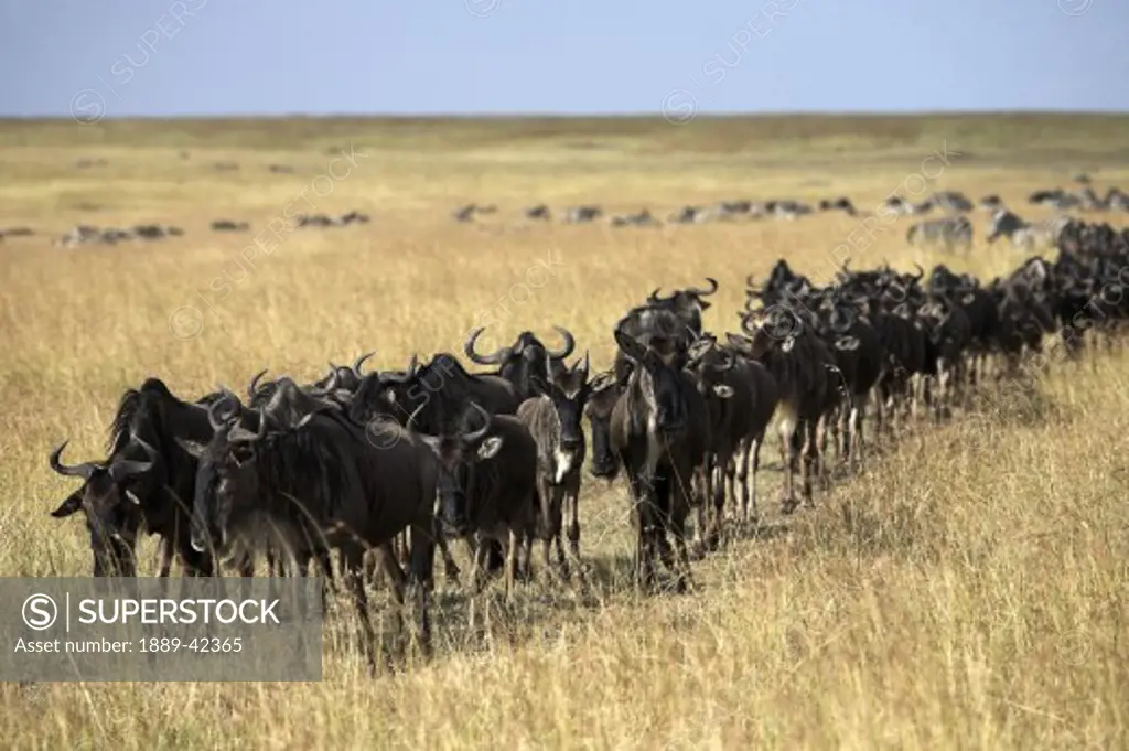 Masai Mara, Kenya, East Africa; Migrating herd of wildebeest
