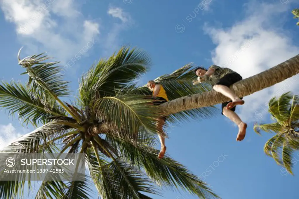 Tasbapauni, Nicaragua; People climbing palm tree