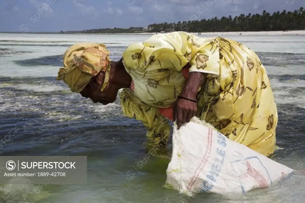 Zanzibar, Tanzania; Woman harvesting seaweed
