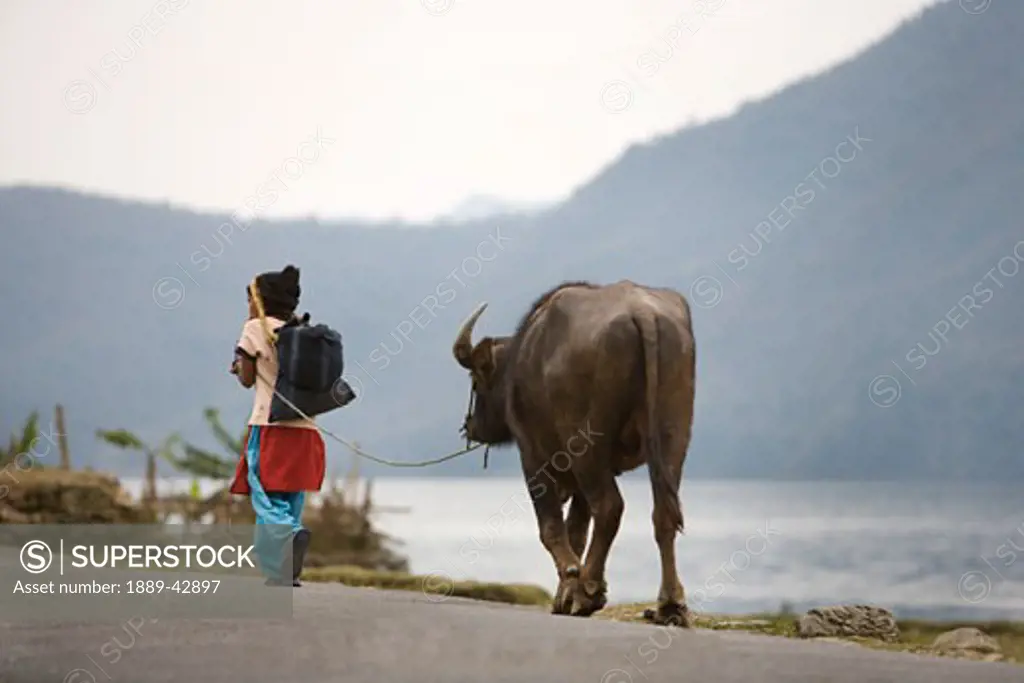Pokhara, Nepal; Young girl leading water buffalo