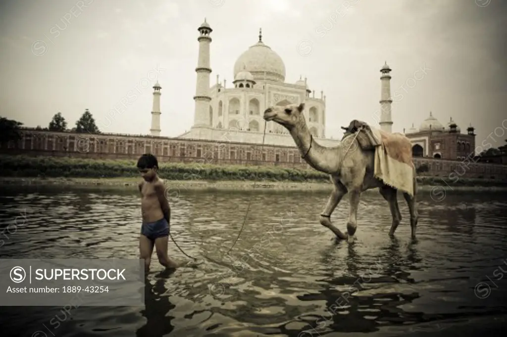 Agra, India; Boy leading camel in front of Taj Mahal