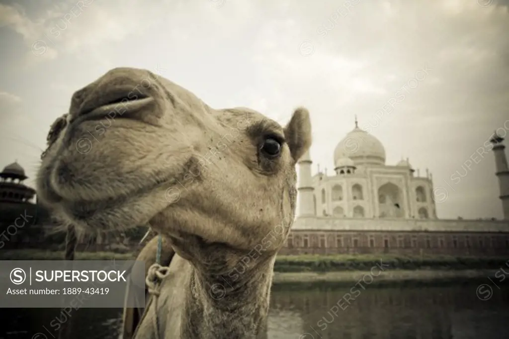 Taj Mahal, Agra, India; Camel in front of the Yamuna River and Taj Mahal