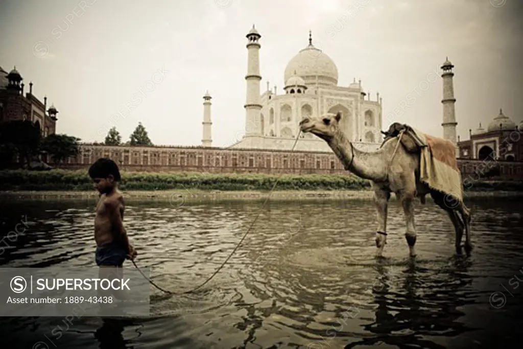 Taj Mahal, Agra, India; Man leading camel through the Yamuna River in front of the Taj Mahal