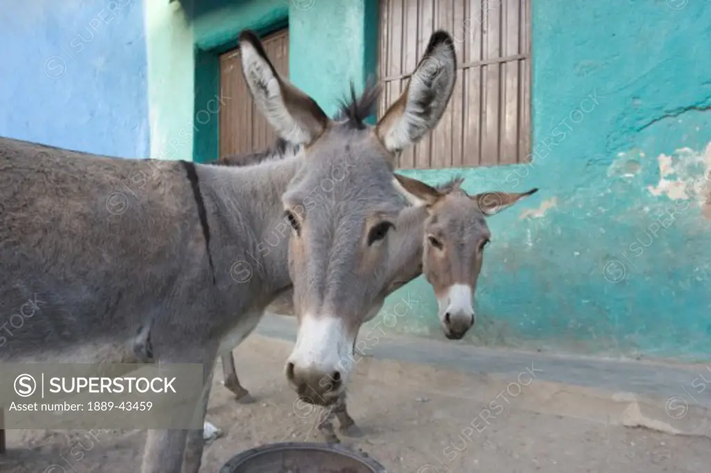 Harar, Ethiopia; Two donkeys stand outside a house