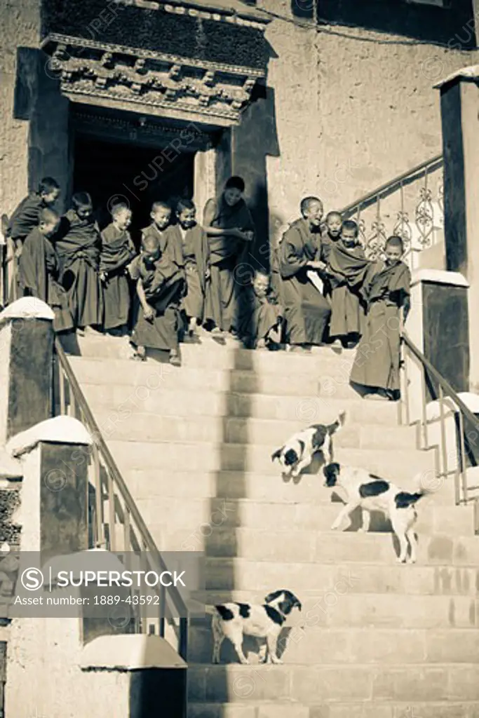 Thikse Gompa, Leh, Ladakh, India; Buddhist monks watch dogs playing on stairs