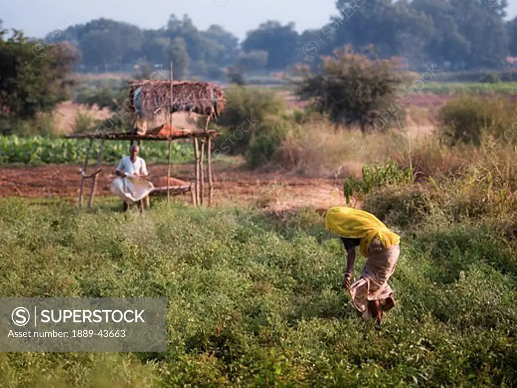 Rajasthan,India;Farming in Aravalli Hills