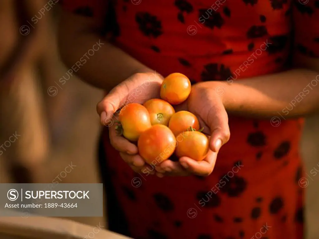Rajasthan,India;Woman holding handful of tomatoes in Aravalli Hills