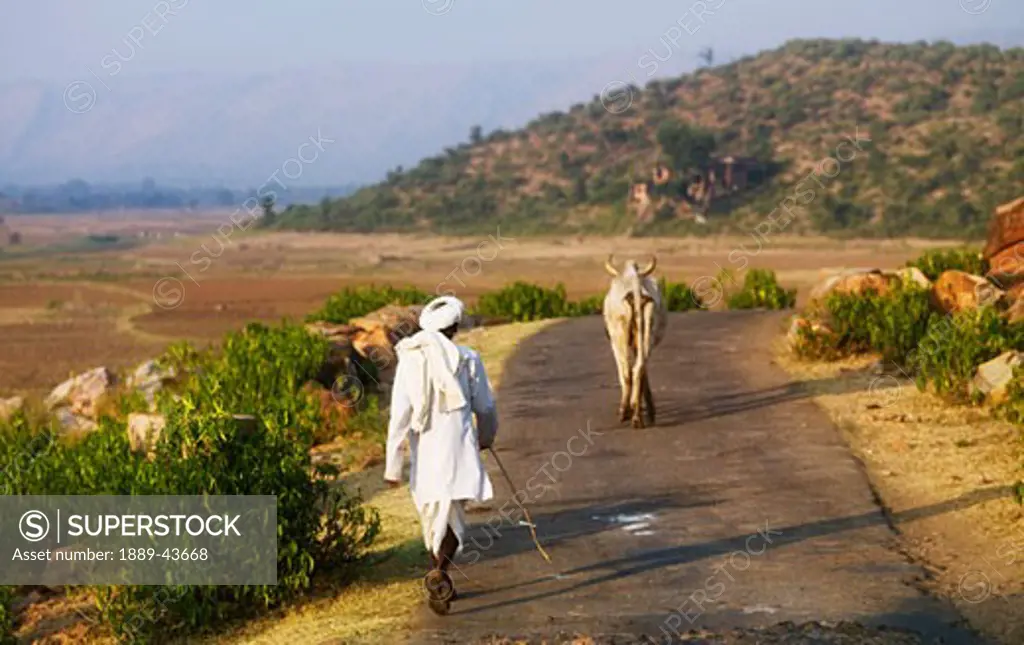 Rajasthan,India;Man walking behind horned brahman cows on a rural road in Aravalli hills
