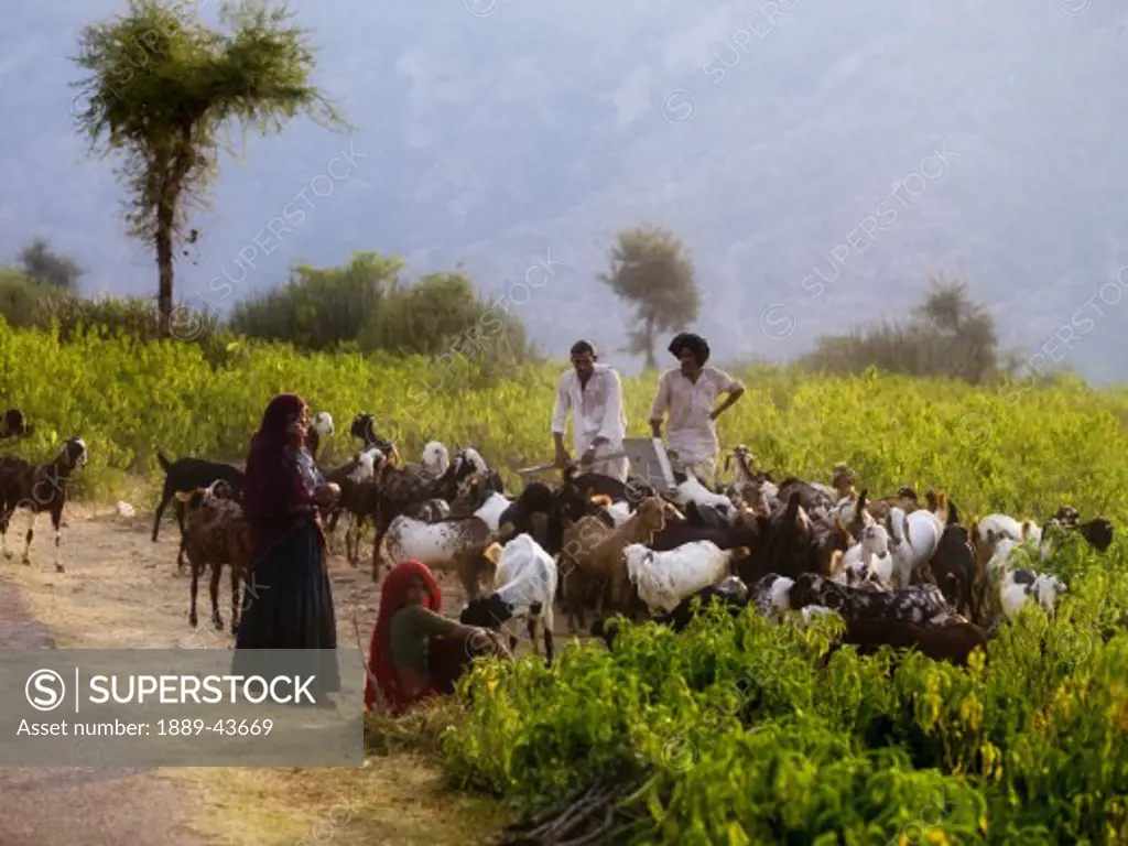 Rajasthan,India;People and goats roadside in Aravalli Hills