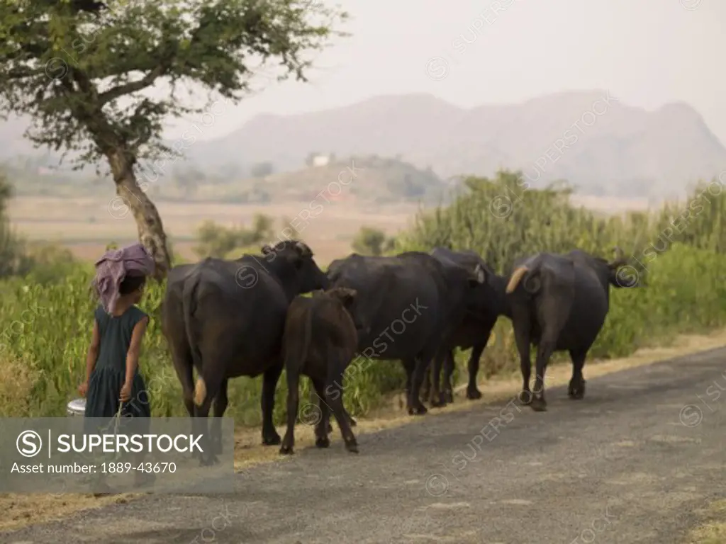 Rajasthan,India;Young girl walking behind herd of cows in a rural road in Aravalli Hills
