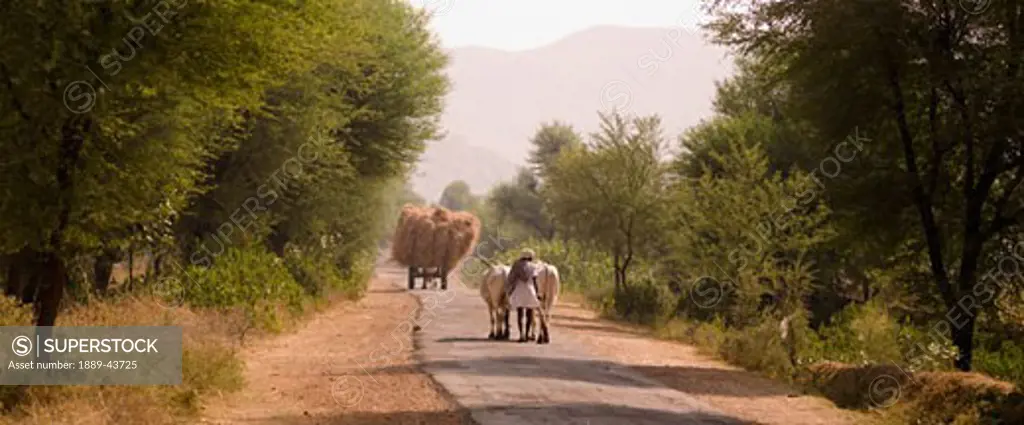 Rajasthan,India;Rural road being used by a hay wagon and a cow herder