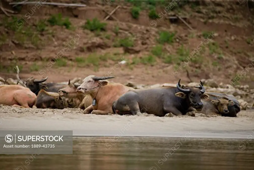 Luang Prabang,Laos;Water Buffalo along the Mekong River