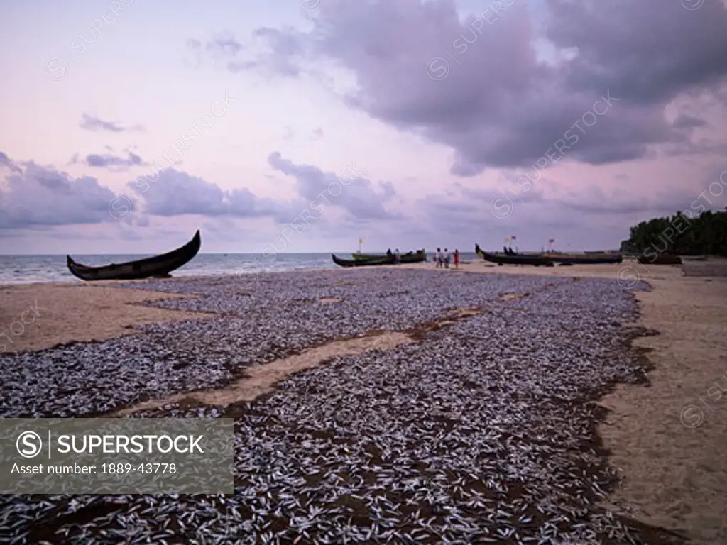 Arabian Sea,Kerala,India;Sardines drying on mats on the beach,with canoe on background