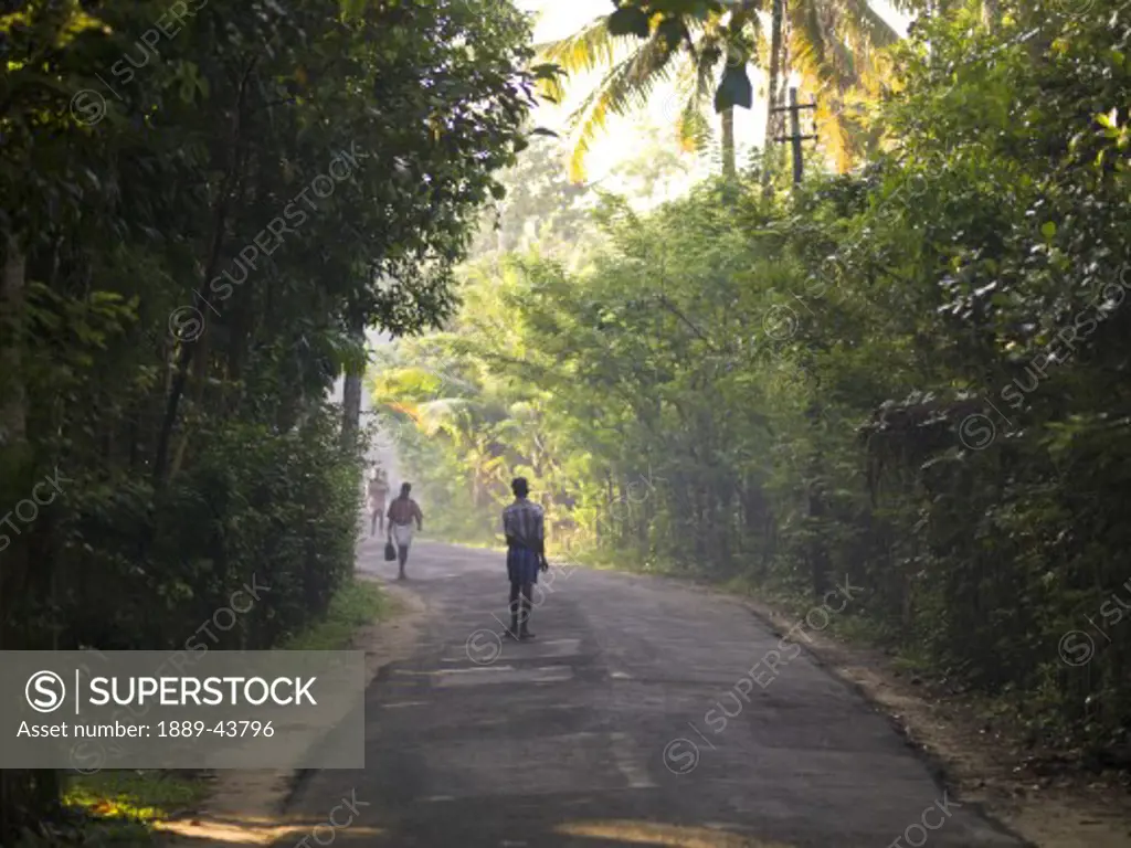 Kerala,India;People walking down lush tree lined road