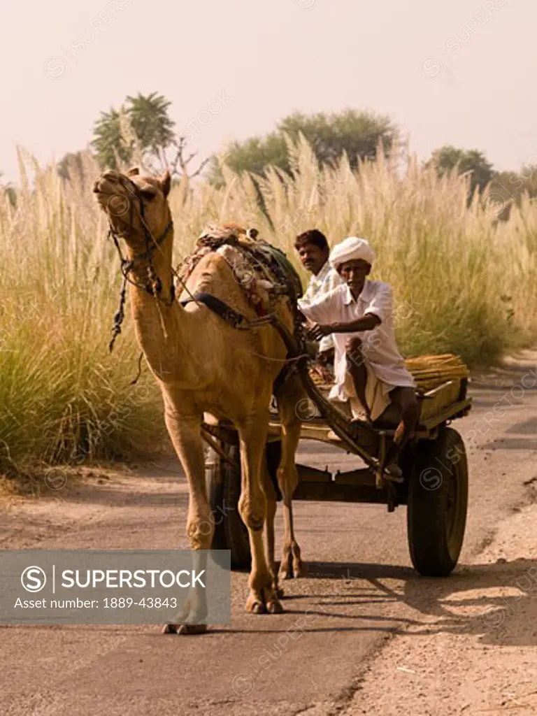 Rajasthan,India;Men riding on a camel pulled cart