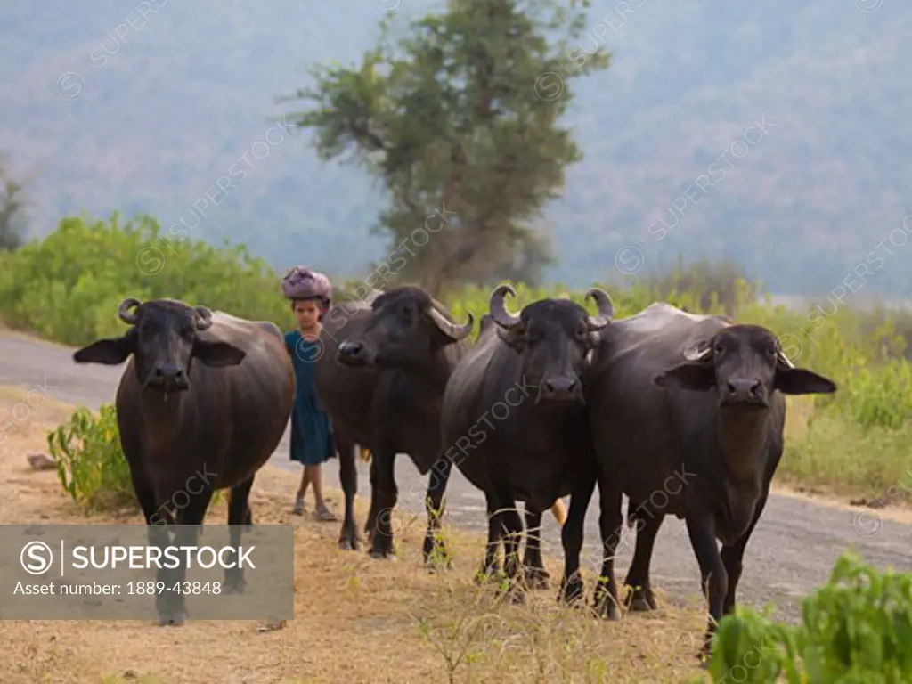 Aravalli Hills,Rajasthan,India;Young girl herding cattle