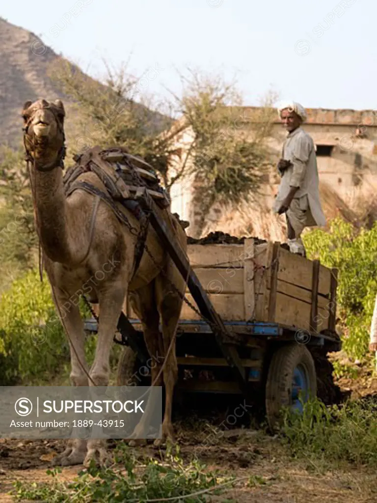 Aravalli Hills,Rajasthan,India;Senior man standing on a cart,drawn by a camel